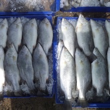 grouper fish - product's photo
