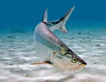 tarpon - product's photo