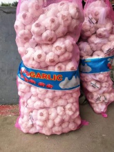 fresh normal white garlic  - product's photo