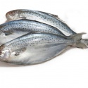 butter fish (odax pullus) - product's photo
