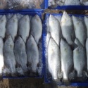 grouper fish - product's photo