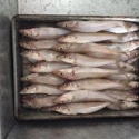 lady fish - product's photo