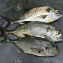 jack fish - product's photo