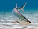 tarpon - product's photo