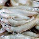 barracuda - product's photo
