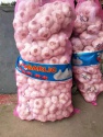 fresh normal white garlic  - product's photo