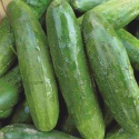 us grown fresh gherkin green robinson fresh moq 10 pieces quick delive - product's photo