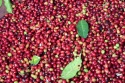 green coffee grading +256790560642 rome melbourne riyadh athens - product's photo