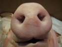 frozen pig head meat ears and pork feet - product's photo