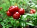 lingonberry pie filling or topping - product's photo