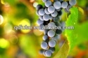  canned grape in ls - product's photo