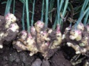 exporting of fresh ginger - product's photo