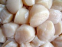 scallop - product's photo