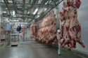 halal buffalo boneless meat/ frozen beef omasum/ frozen beef. !!! gold - product's photo