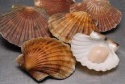 king scallops (pecten maximus) - product's photo