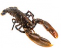 scottish shellfish exports - product's photo