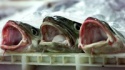 atlantic cod (gadus morhua) - product's photo