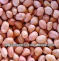 shandong peanut nut&kernel round type - product's photo