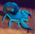 buy scorpion venom online cheap - product's photo