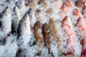 frozen salmon fish - product's photo